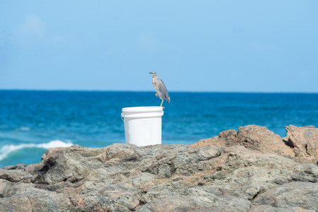A gray bird sitting on the edge of a bucket on the rocks of a beach. Wild animal searching for food.の写真素材