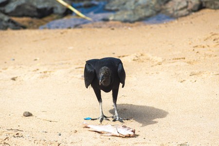 A black vulture on the sand of a beach eating a dead fish. Wild animals in search of food. Brazilの写真素材