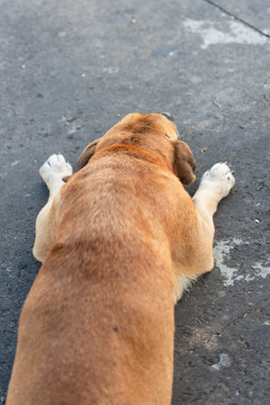 A stray dog lying on the ground of a street during the morning sun. Stray animal resting.の写真素材