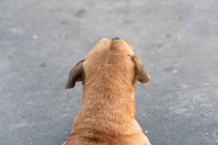 A stray dog walking in the morning sun. Stray animal looking for food.の写真素材