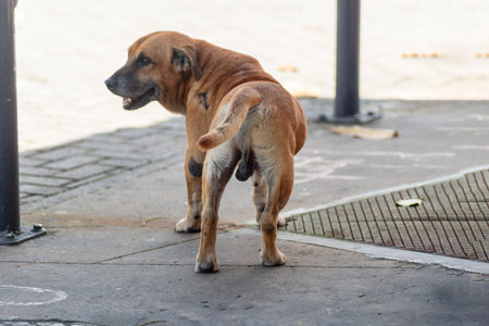 A stray dog walking in the morning sun. Stray animal looking for food.の写真素材