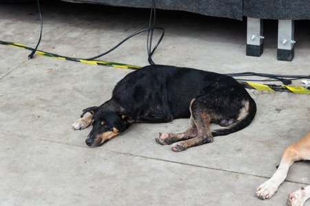 Two dogs, one black and one brown, lying down sleeping peacefully on the sidewalk of a street. Street animal.の写真素材