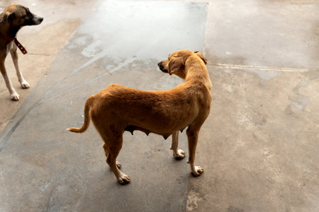 Two caramel brown dogs on the street. Animal without an owner.の写真素材
