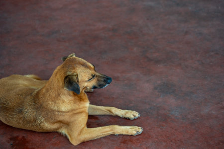 Caramel brown dog sitting and paying attention to the street. Animal without an owner.の写真素材