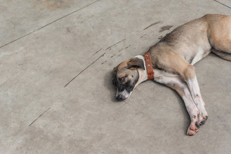 Light brown dog lying down sleeping on the sidewalk of a street with signs of abandonment. Street animal.の写真素材