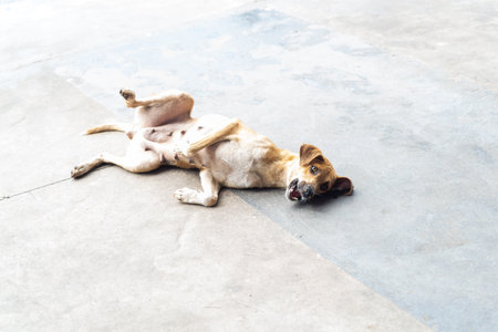 Light brown dog lying on his belly scratching his back and having fun. Street animal.の写真素材
