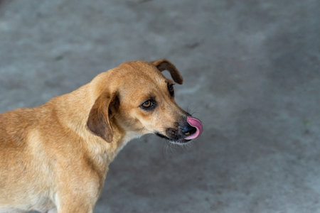 Caramel colored dog standing on a street. Animal without owner.の写真素材