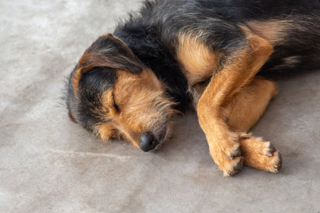 A black, furry dog lying down sleeping peacefully on the sidewalk of a street. Animal without an owner.の写真素材