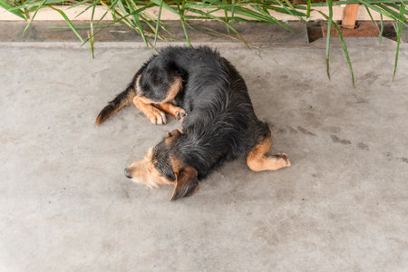 Black hairy dog lying down resting and paying attention to movement. Animal without an owner.の写真素材