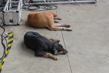 Two dogs, one black and one brown, lying down sleeping peacefully on the sidewalk. Street animal.の写真素材