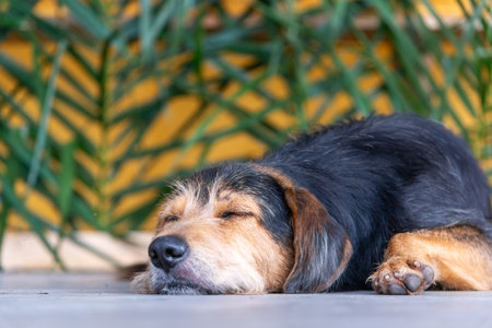 Close-up portrait of a black furry dog lying down sleeping peacefully on a street sidewalk. Pet without an owner. Brazilの写真素材