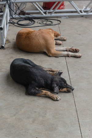 Two dogs, one black and one brown, lying down sleeping peacefully on the sidewalk of a street.