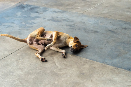 Light brown dog lying on his belly scratching his back and having fun. Street animal.の写真素材