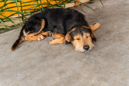 A black, furry dog lying down sleeping peacefully on the sidewalk of a street. Animal without an owner. Brazilの写真素材
