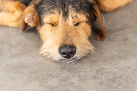 Close-up portrait of a black furry dog lying down sleeping peacefully on a street sidewalk. Pet without an owner. Brazilの写真素材