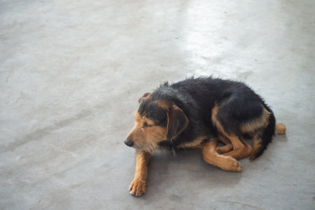 Close-up portrait of a black furry dog lying down sleeping peacefully on a street sidewalk. Pet without an owner.の写真素材