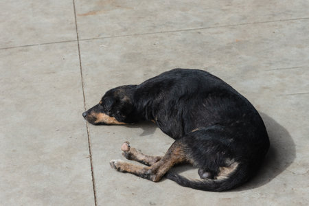 A black dog lying down sleeping peacefully on the sidewalk of a street. Animal without an owner.の写真素材