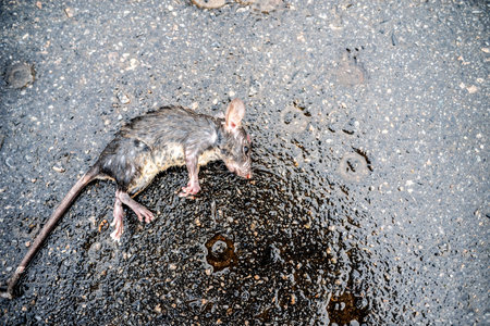 A dead sewer rat, crushed on an asphalt street.の写真素材