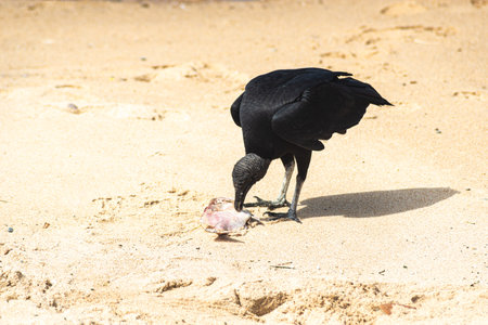A black vulture on the sand of a beach eating a dead fish. Wild animals in search of food. Brazilの写真素材