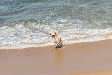 A wet white dog having fun on the edge of a beach with small waves. Pet. Brazilの写真素材
