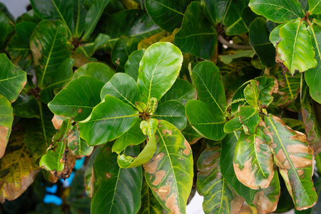 Full frame of a plant with green leaves. Living nature. Brazilの写真素材