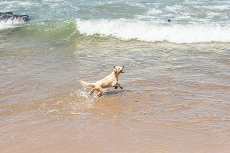 A wet white dog having fun on the edge of a beach with small waves.の写真素材