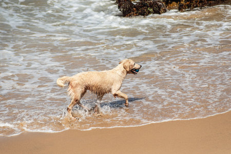 A wet white dog having fun on the edge of a beach with small waves.の写真素材