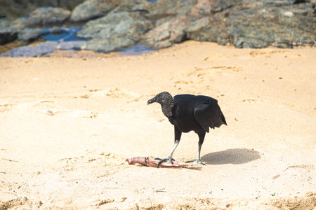 A black vulture standing on the sand of a beach looking at the dead fish on the ground. Wild animals in search of food. Brazilの写真素材