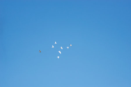 Group of birds in flight in the air. wildlife