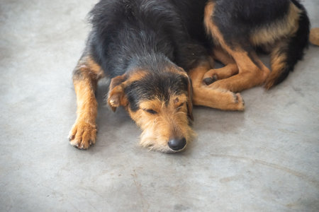 Black hairy dog ââlying down resting and paying attention to movement. Animal without an owner. Brazilの写真素材