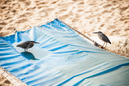 Two birds on top of a boat canvas looking for water. Wildlife.