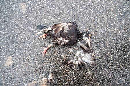 A dead black pigeon, crushed, on the ground of an asphalt street. Wild birds. Brazilの写真素材