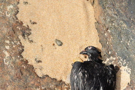 A dead black pigeon on the sand of a beach. Wild animals. Brazilの写真素材