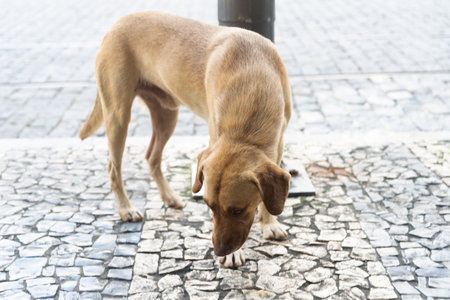 A caramel brown dog standing sniffing the ground of a street.