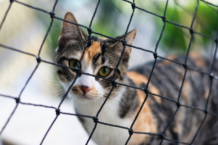 A tabby cat looking at the camera through a safety net. Pet. Feline. Beautiful.の写真素材