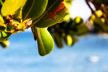 Close-up of green plant leaves. Botany. Wildlife.の写真素材