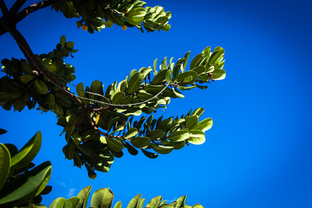 Close-up of green plants and leaves against a blue sky. Sunny day. Botany. Living nature.