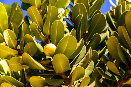 Close-up of green and yellow leaves of a living plant against a blue sky background. Sunny day. Botany. Living nature.の写真素材