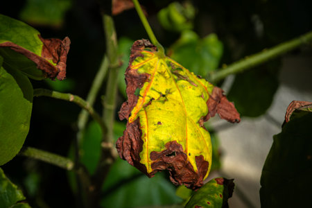 Close-up of green plant leaves. Botany. Wildlife.の写真素材