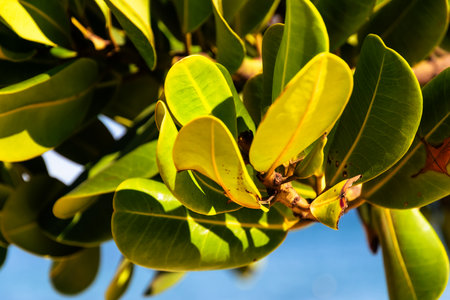 Close-up of green plants and leaves against a blue sky. Sunny day. Botany. Living nature.