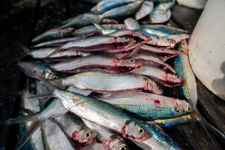 Various freshly caught fish. Fresh fish. Sardines, displayed on a wooden pier. Seafood.