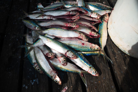 Various freshly caught fish. Fresh fish. Sardines, displayed on a wooden pier. Seafood.