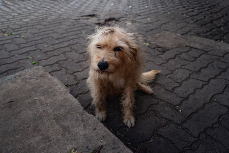 A furry stray dog sitting on the ground looking at the camera.