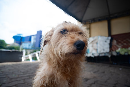 A furry stray dog sitting on the ground looking at the camera.