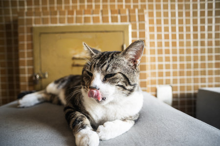 Calm cat sitting on a gray sofa. Cute, sleepy striped feline licking its nose. Adorable animal. pet