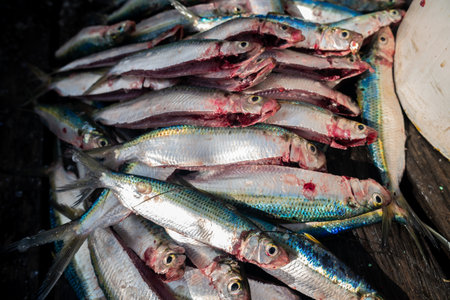 Various freshly caught fish. Fresh fish. Sardines, displayed on a wooden pier. Seafood.