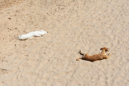Photograph of two dogs with white and light brown fur lying on the sand in the sunlight, their...