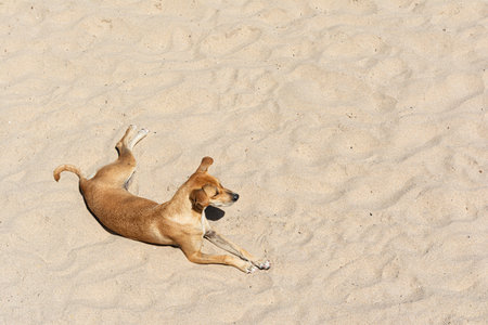 Photograph of a dog lying on the sand in the sunlight, its body relaxed, enjoying the moment.