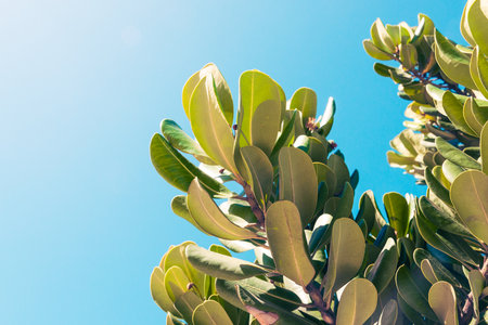 Close-up of green and yellow leaves of a living plant against a blue sky background. Sunny day....