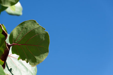 Close-up of green and yellow leaves of a living plant against a blue sky background. Sunny day....